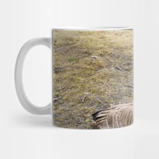 Canada Goose Patiently Waiting To Be Fed Mug